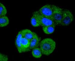 IRF3 Rabbit anti-Human, Clone: 4C3, Bioss 100 &mu;L; Unconjugated:Antibodies,