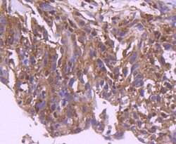 IRF3 Rabbit anti-Human, Clone: 4C3, Bioss 100 &mu;L; Unconjugated:Antibodies,