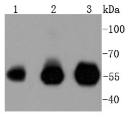 IRF3 Rabbit anti-Human, Clone: 4C3, Bioss 100 &mu;L; Unconjugated:Antibodies,