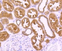 Peroxiredoxin 1 Rabbit anti-Human, Clone: 7A1, Bioss 100 &mu;L; Unconjugated:Antibodies,