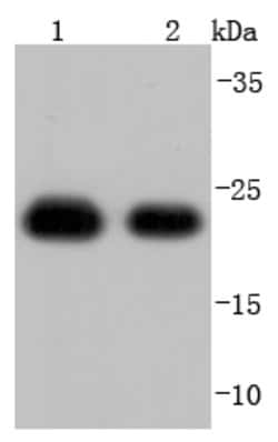 Peroxiredoxin 1 Rabbit anti-Human, Clone: 7A1, Bioss 100 &mu;L; Unconjugated:Antibodies,