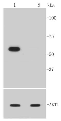 Phospho-Akt1 (Ser473) Rabbit anti-Human, Clone: 12A1, Bioss 100 &mu;L;