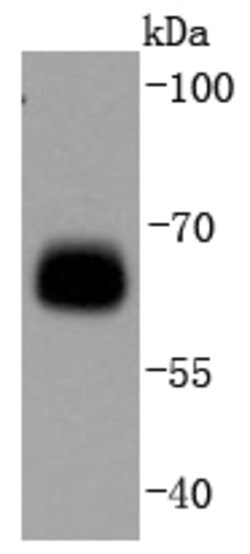 Phospho-AMPK alpha 1 (Ser496) Rabbit anti-Human, Clone: 11G1, Bioss 100