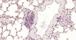 Phospho-HSF1 (Ser326) Rabbit anti-Human, Clone: 37E4, Bioss 100 &mu;L | Buy Online | Bioss | Fisher Scientific