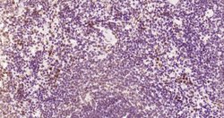 Phospho-HSF1 (Ser326) Rabbit anti-Human, Clone: 37E4, Bioss 100 &mu;L | Buy Online | Bioss | Fisher Scientific