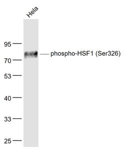 Phospho-HSF1 (Ser326) Rabbit anti-Human, Clone: 37E4, Bioss 100 &mu;L | Buy Online | Bioss | Fisher Scientific