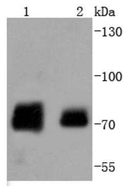 Phospho-Raf1 (Ser259) Rabbit anti-Human, Clone: 2A1, Bioss 100 &mu;L; Unconjugated:Antibodies,