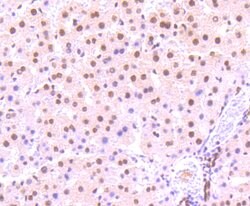 Phospho-STAT3 (Ser727) Rabbit anti-Human, Clone: 4G1, Bioss 100 &mu;L;