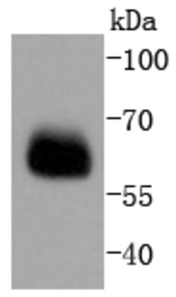 Smad4 Rabbit anti-Human, Clone: 3A1, Bioss 100 &mu;L; Unconjugated:Antibodies,