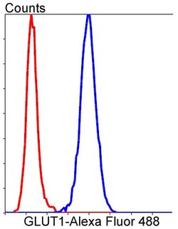 Glucose Transporter GLUT1 Rabbit anti-Human, Clone: 2D5 , Bioss 100 &mu;L;