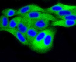DUSP6 Rabbit anti-Human, Clone: 9C3 , Bioss 100 &mu;L; Unconjugated:Antibodies,
