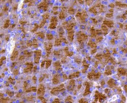 DUSP6 Rabbit anti-Human, Clone: 9C3 , Bioss 100 &mu;L; Unconjugated:Antibodies,