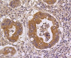 DUSP6 Rabbit anti-Human, Clone: 9C3 , Bioss 100 &mu;L; Unconjugated:Antibodies,