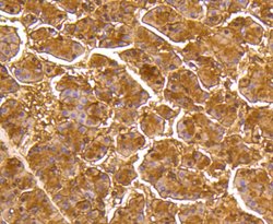 DUSP6 Rabbit anti-Human, Clone: 9C3 , Bioss 100 &mu;L; Unconjugated:Antibodies,