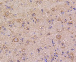 DUSP6 Rabbit anti-Human, Clone: 9C3 , Bioss 100 &mu;L; Unconjugated:Antibodies,