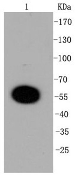 DUSP6 Rabbit anti-Human, Clone: 9C3 , Bioss 100 &mu;L; Unconjugated:Antibodies,