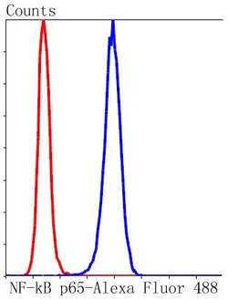 NF-kB p65 Rabbit anti-Human, Clone: 3G1, Bioss 100 &mu;L; Unconjugated:Antibodies,