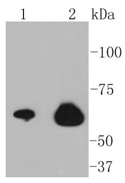 NF-kB p65 Rabbit anti-Human, Clone: 3G1, Bioss 100 &mu;L; Unconjugated:Antibodies,