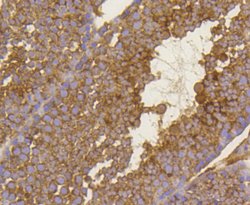 BDNF Rabbit anti-Human, Clone: 2A1, Bioss 100 &mu;L; Unconjugated:Antibodies,