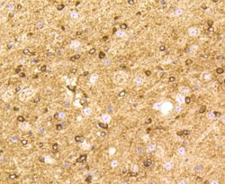 BDNF Rabbit anti-Human, Clone: 2A1, Bioss 100 &mu;L; Unconjugated:Antibodies,