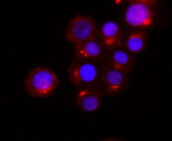 Synaptophysin Rabbit anti-Human, Clone: 2B1, Bioss 100 &mu;L; Unconjugated:Antibodies,