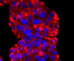 Synaptophysin Rabbit anti-Human, Clone: 2B1, Bioss 100 &mu;L; Unconjugated:Antibodies,