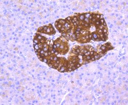 Synaptophysin Rabbit anti-Human, Clone: 2B1, Bioss 100 &mu;L; Unconjugated:Antibodies,