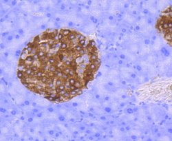 Synaptophysin Rabbit anti-Human, Clone: 2B1, Bioss 100 &mu;L; Unconjugated:Antibodies,