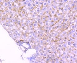 TrkA+B+C Rabbit anti-Human Mouse Rat, Clone: 5T6, Bioss 100 &mu;L; Unconjugated:Antibodies,
