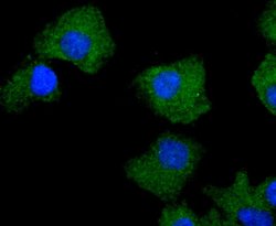 PKC delta Rabbit anti-Human, Clone: 2C4, Bioss 100 &mu;L; Unconjugated:Antibodies,