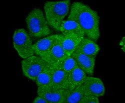 PKC delta Rabbit anti-Human, Clone: 2C4, Bioss 100 &mu;L; Unconjugated:Antibodies,