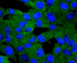 PKC delta Rabbit anti-Human, Clone: 2C4, Bioss 100 &mu;L; Unconjugated:Antibodies,