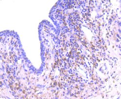 PKC delta Rabbit anti-Human, Clone: 2C4, Bioss 100 &mu;L; Unconjugated:Antibodies,