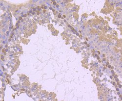 PKC delta Rabbit anti-Human, Clone: 2C4, Bioss 100 &mu;L; Unconjugated:Antibodies,