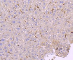 PKC delta Rabbit anti-Human, Clone: 2C4, Bioss 100 &mu;L; Unconjugated:Antibodies,