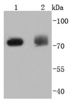 PKC delta Rabbit anti-Human, Clone: 2C4, Bioss 100 &mu;L; Unconjugated:Antibodies,