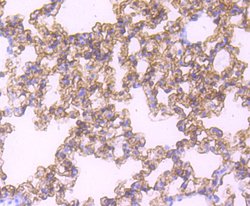 RAGE Rabbit anti-Human, Clone: 8G4, Bioss 100 &mu;L; Unconjugated:Antibodies,