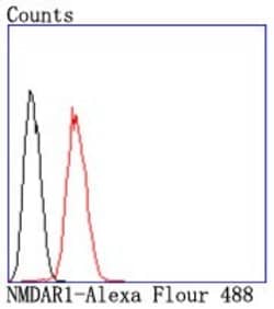 NMDAR1 Rabbit anti-Human, Clone: 13C4, Bioss 100 &mu;L; Unconjugated:Antibodies,