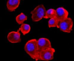NMDAR1 Rabbit anti-Human, Clone: 13C4, Bioss 100 &mu;L; Unconjugated:Antibodies,