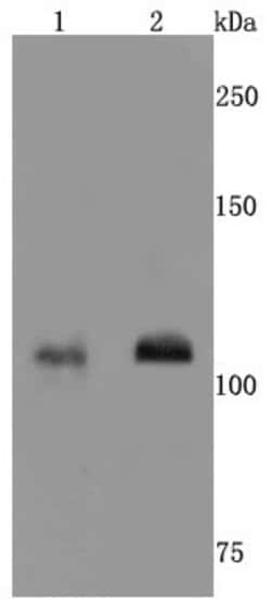 NMDAR1 Rabbit anti-Human, Clone: 13C4, Bioss 100 &mu;L; Unconjugated:Antibodies,