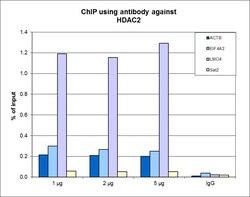 HDAC2 Monoclonal Antibody (7G5), Bioss 50 &mu;g; Unconjugated:Antibodies,