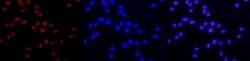 HDAC2 Monoclonal Antibody (7G5), Bioss 50 &mu;g; Unconjugated:Antibodies,
