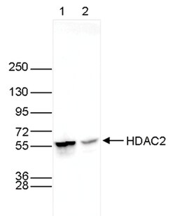 HDAC2 Monoclonal Antibody (7G5), Bioss 50 &mu;g; Unconjugated:Antibodies,