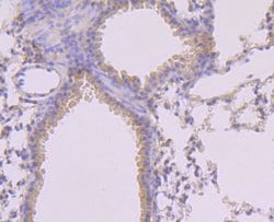 Phospho-MLKL (Ser345) Rabbit anti-Human, Clone: 7G4, Bioss 100 &mu;L; Unconjugated:Antibodies,