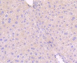 Phospho-MLKL (Ser345) Rabbit anti-Human, Clone: 7G4, Bioss 100 &mu;L; Unconjugated:Antibodies,