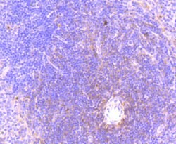 Phospho-MLKL (Ser345) Rabbit anti-Human, Clone: 7G4, Bioss 100 &mu;L; Unconjugated:Antibodies,