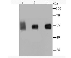 Phospho-MLKL (Ser345) Rabbit anti-Human, Clone: 7G4, Bioss 100 &mu;L; Unconjugated:Antibodies,