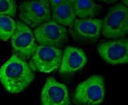 Vinculin Rabbit anti-Human, Clone: 5G7, Bioss 100 &mu;L; Unconjugated:Antibodies,