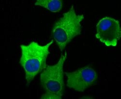 Vinculin Rabbit anti-Human, Clone: 5G7, Bioss 100 &mu;L; Unconjugated:Antibodies,
