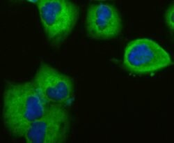 Vinculin Rabbit anti-Human, Clone: 5G7, Bioss 100 &mu;L; Unconjugated:Antibodies,